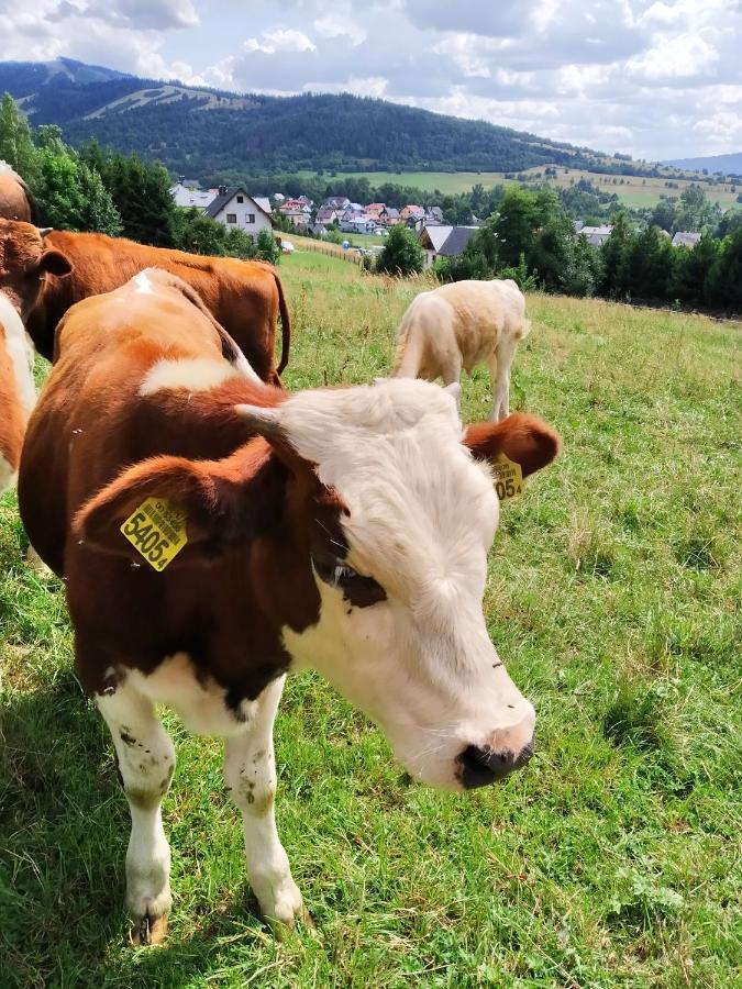 Noclegi Przy Szlaku Agroturystyka Zabnica Zewnętrze zdjęcie